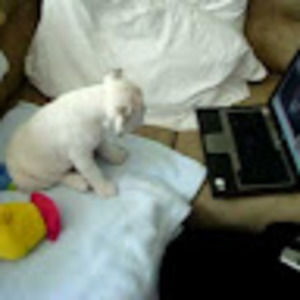 Meet your Posher, English bulldog